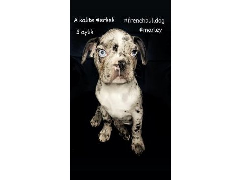 Çok iyi kalite erkek marly frennch bulldog