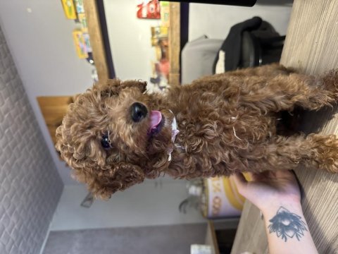 Toy poodle yavruları