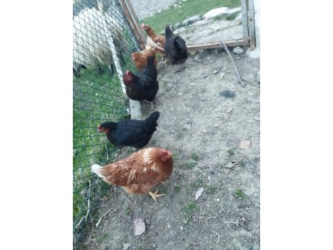 Yumurta tavuğu