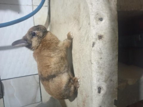 Renk cücesi tavşanlar