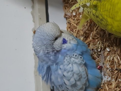 Yeni yeme düşen show muhabbet kuşu bebekler