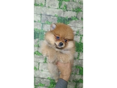Pomeranian yavrular için ulaşabilirsiniz