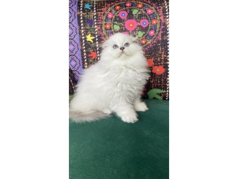 70 günlük biblo gibi yavru scottish fold