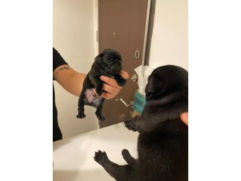 Pug yavrular