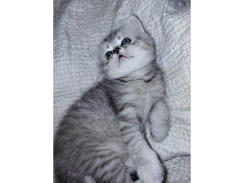 Safkan british shorthair