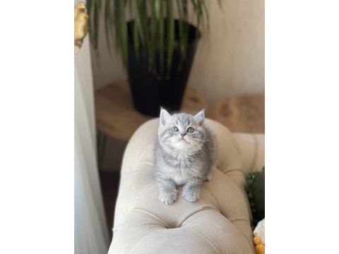 Ayı surat british shorthair yavrum
