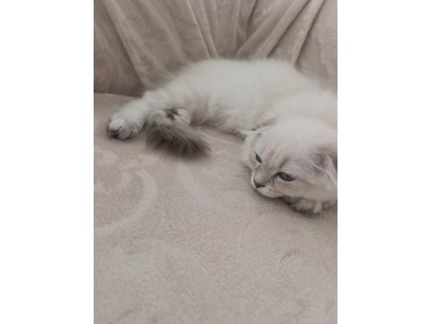 Scottish fold 100 günlük