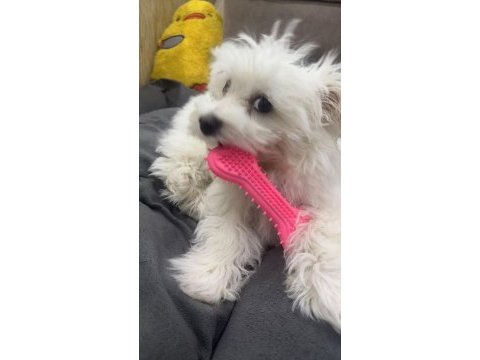 Oyuncu terrier kızımız lena