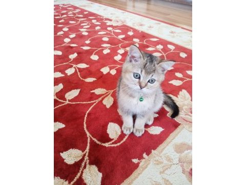 Kedi ilanı british longhair