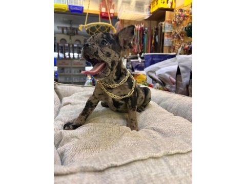 Bebek french bulldog merle