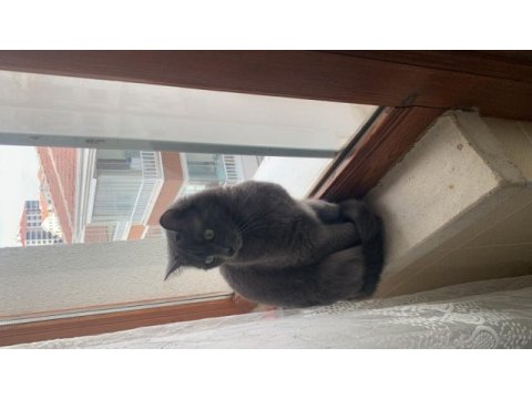 British shorthair kırması
