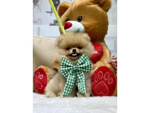 Pomeranian boo ayıcık bebekler