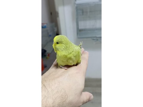 Alıştırmalık şov muhabbet kuşu yavrular