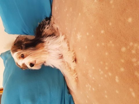 Biewer yorkshire terrier