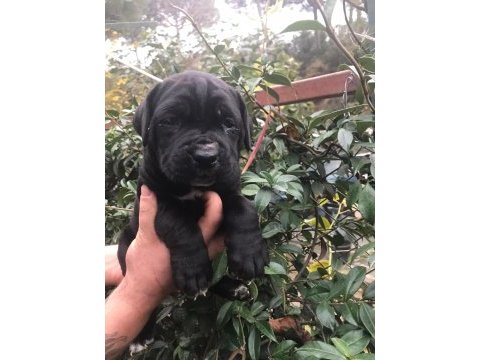 Siyah dev cane corso yavrularım