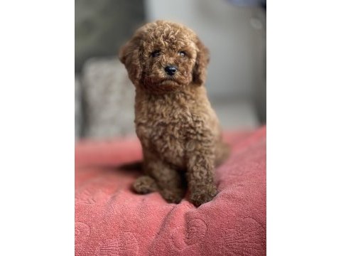 Dişi red brown toy poodle yavru