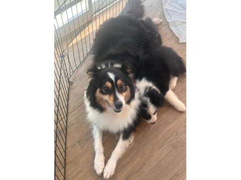 Müthiş uygun rakama black tan dişi border collie yavru