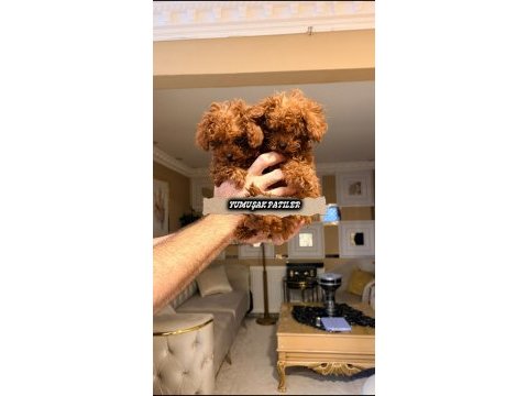 Kore red brown poodle