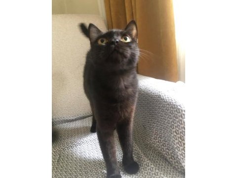 British shorthair dark chocolate (cinnamon) acil yuva