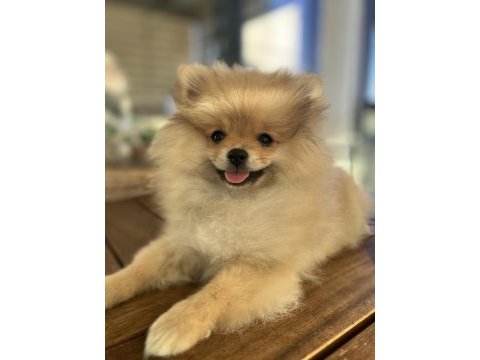 4 aylık dişi pomeranian
