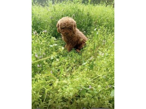 Toy poodle 4 aylık dişi yavrumuz