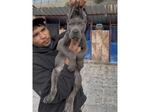 Cane corsa dev yavrular alan koruma 