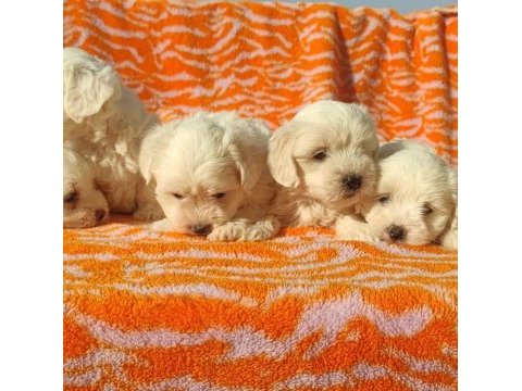 Kar beyaz maltese terrier yavrularımız