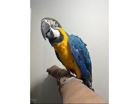 Full evcil 1.5 yaşında macaw