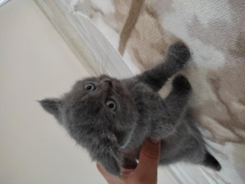 British shorthair