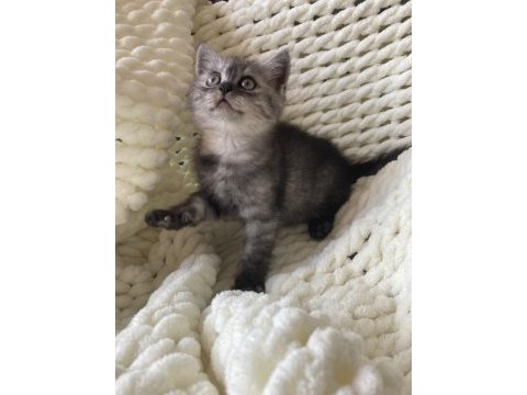 British shorthair yavru kedim