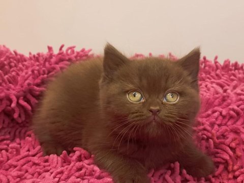 Safkan british shorthair solid chocolate