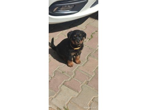 A kalite rottweiler