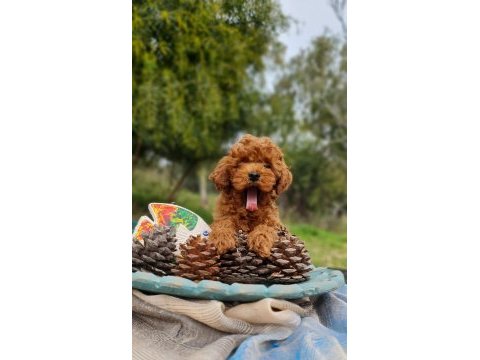 Şecereli dişi ve erkek toy poodle yavrularımız