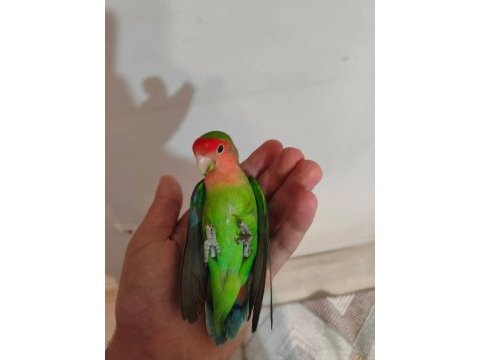 Acil satılık sevda papağanı
