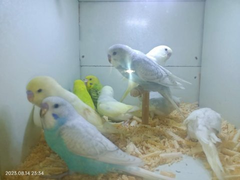 100 puana yavru muhabbet kuşu yada eşli yavrulu kuşlar