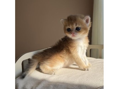 Ny11 ny12 mükemmel kalite golden british shorthair