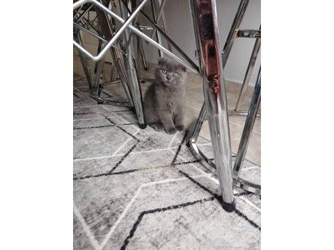Yavru kedimizi sahiplendirmek istiyoruz