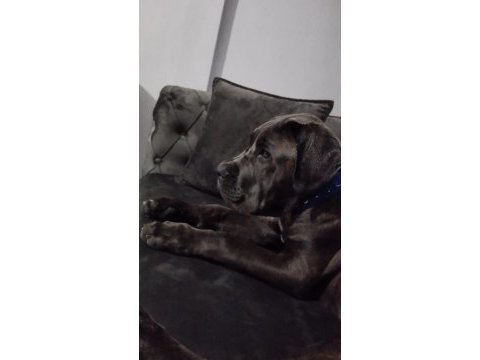 Safkan cane corso