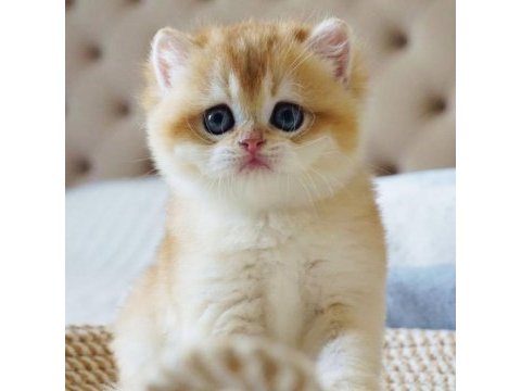 Şampiyon soydan gelen golden british shorthair 