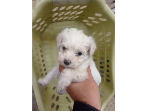 Minyatür boy maltese yavrular