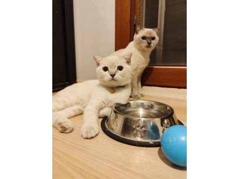 2.5 yaşında blue point british shorthair dişi