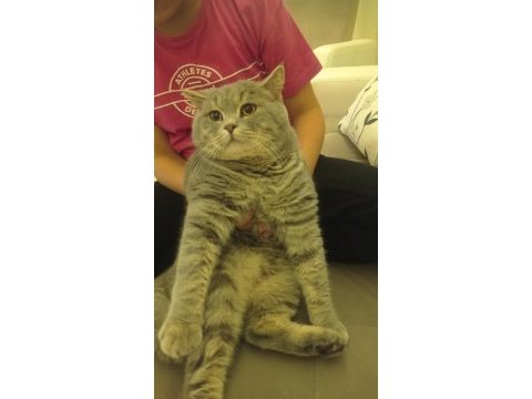 British shorthair miniğimiz için yuva