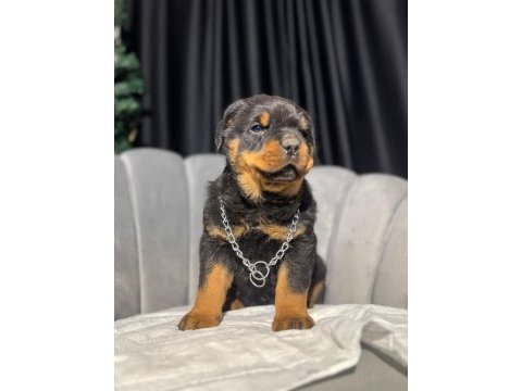 Gerçek macar rottweiler koca kafa yavrular en iyisi