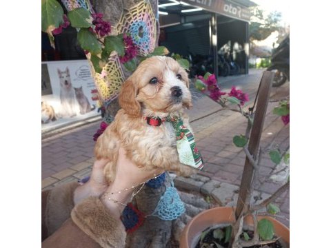 A kalite maltipoo dişi erkek mevcut