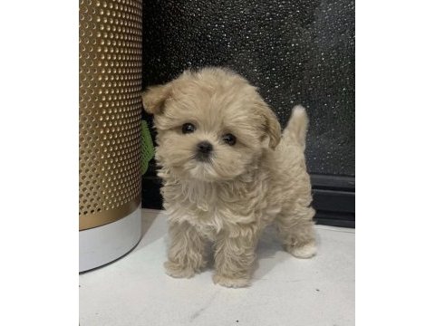 Orjınal kore teacup maltipoo yavrumuz