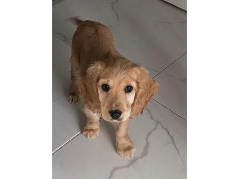 Uyguna 2 aylık american cocker spainel