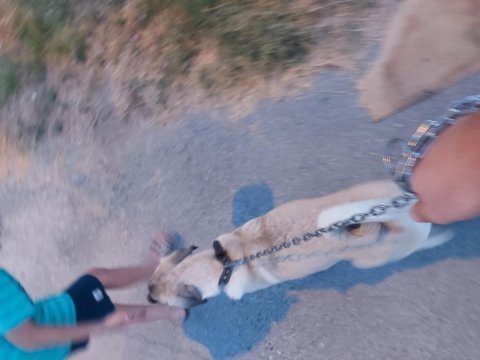 4 aylık dişi kangal