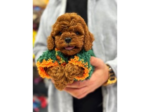 Toy poodle anne altından ırk ve sağlık garantili