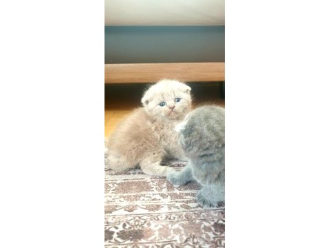 Scottish british shorthair tatlı kediler