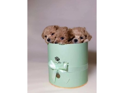 Tüy dökmeyen yavru maltipoo köpekler